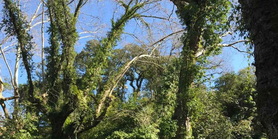 Trees around the forest