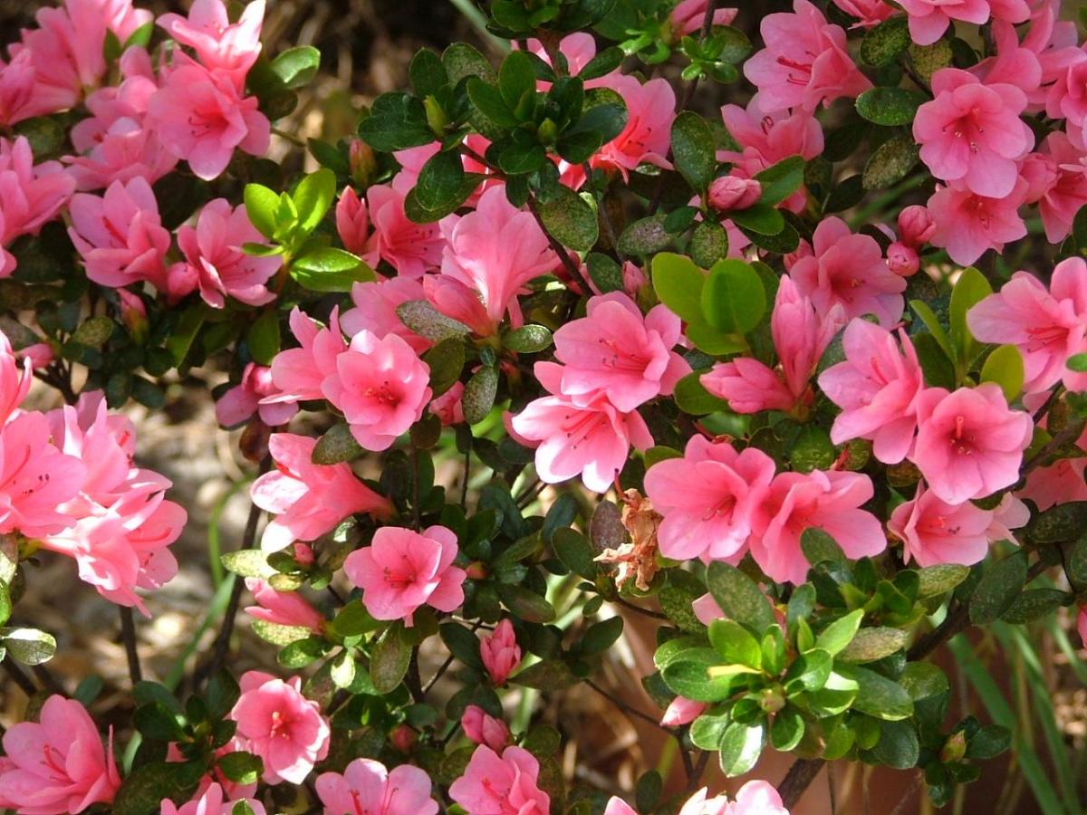 Japan Nakama 10 perfect Japanese plants for your garden