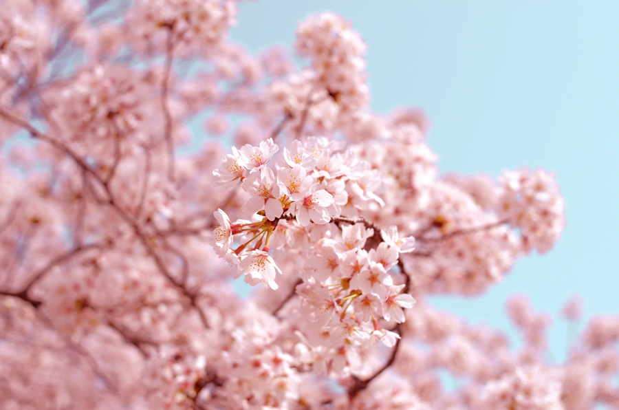 cherry-blossoms-full-bloom