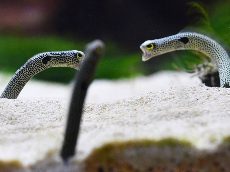 garden eels
