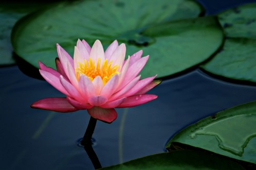 lily pad lotus flower lily pad lotus flower