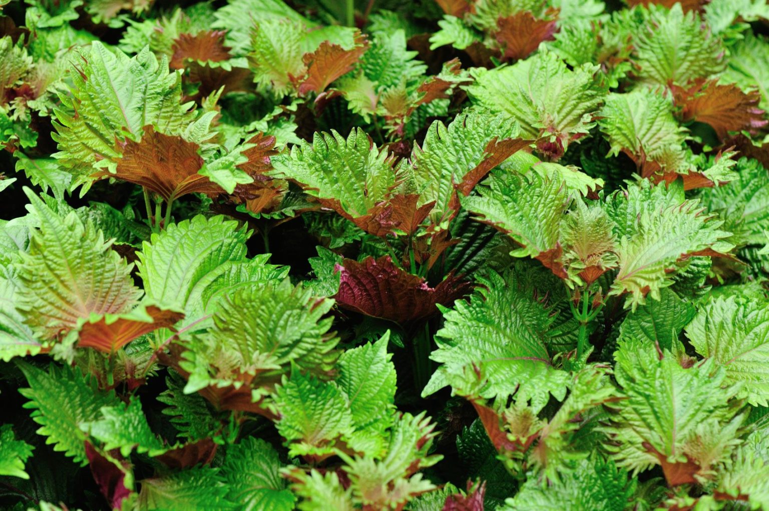 Japan Nakama 10 perfect Japanese plants for your garden