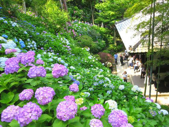 Hase Temple