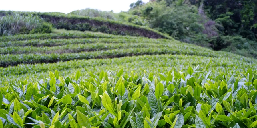 Terroir & Weather Tea plantation in Shizuoka Prefecture