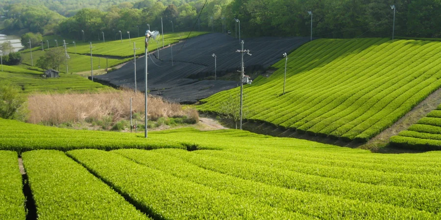 Time of Harvest Tea plantation at Minamiyamashiro, Kyoto.