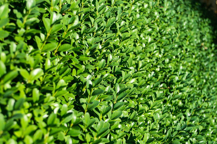 Japanese Green Tea Plant