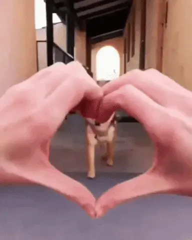 Shiba 1