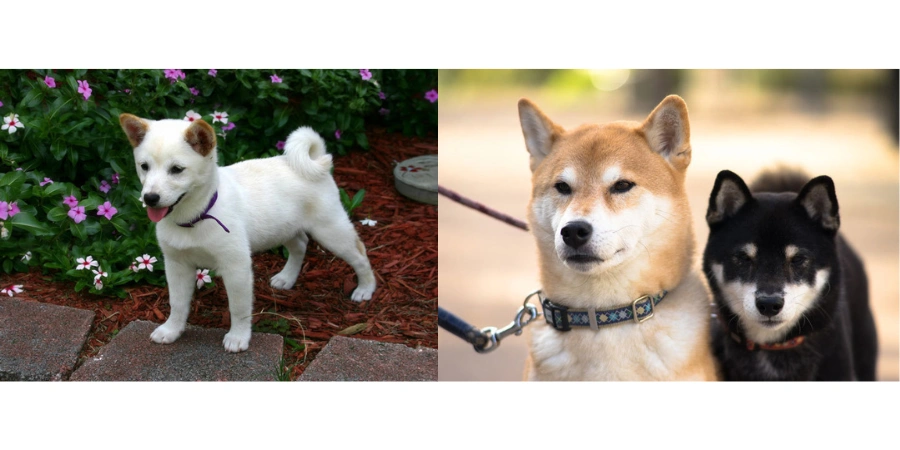 Shiba Collage - 1
