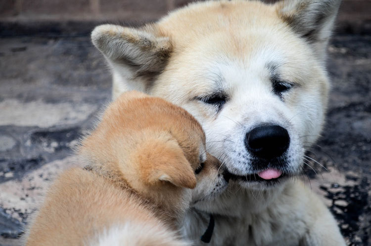 akita inu puppy father and son