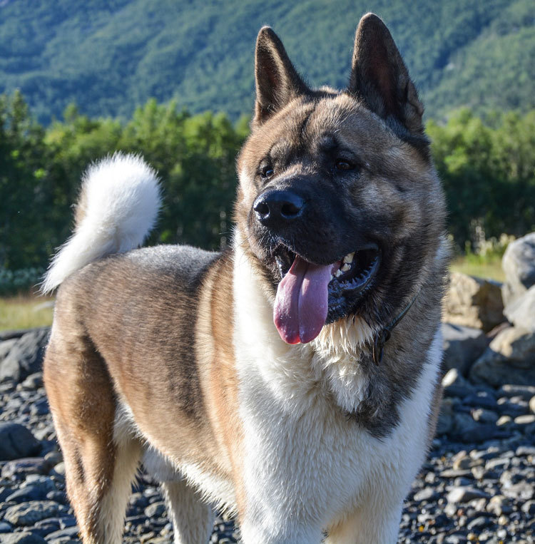 american akita