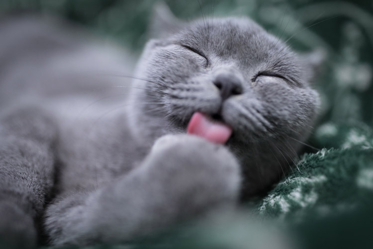 nekojita cat licking its paw with tongue