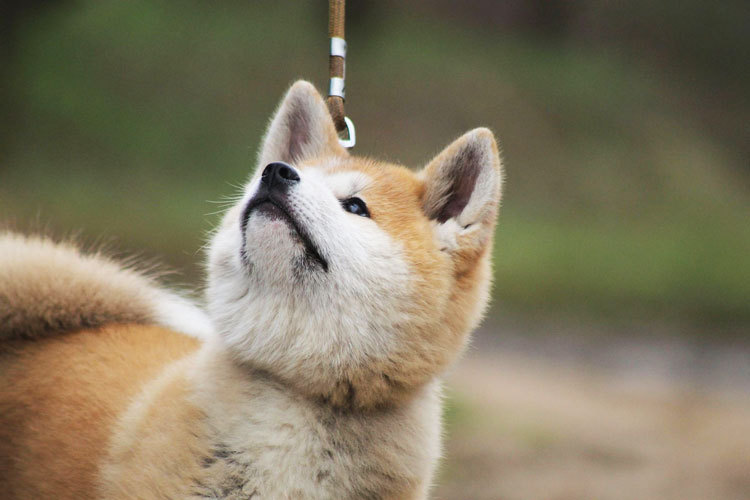 japanese akita inu red