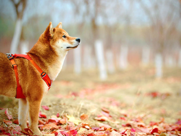 shiba inu in a forest