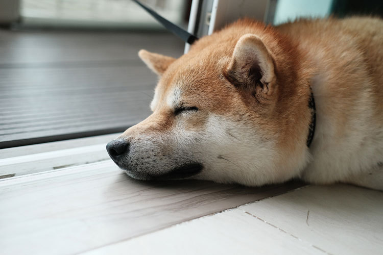 sleeping shiba inu