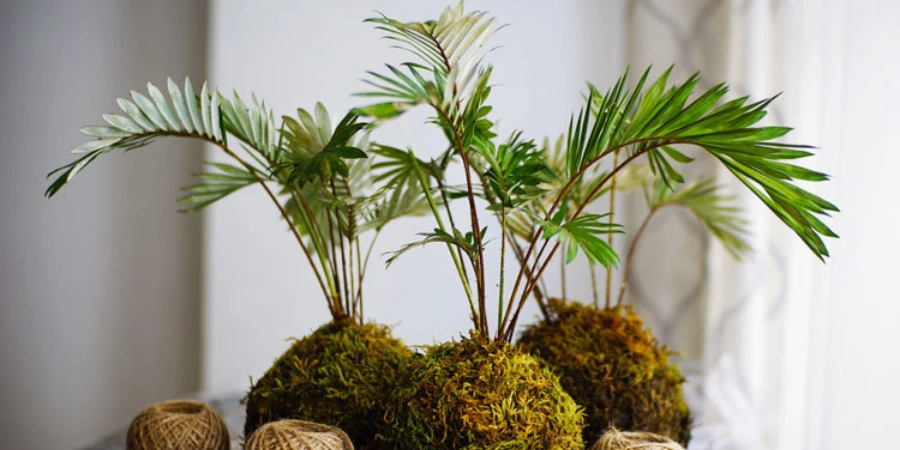 Kokedama (1)