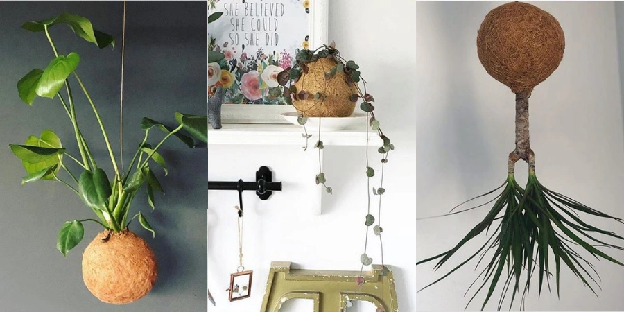 Kokedama (2)