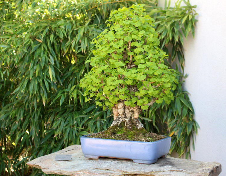 bonsai-ginkgo