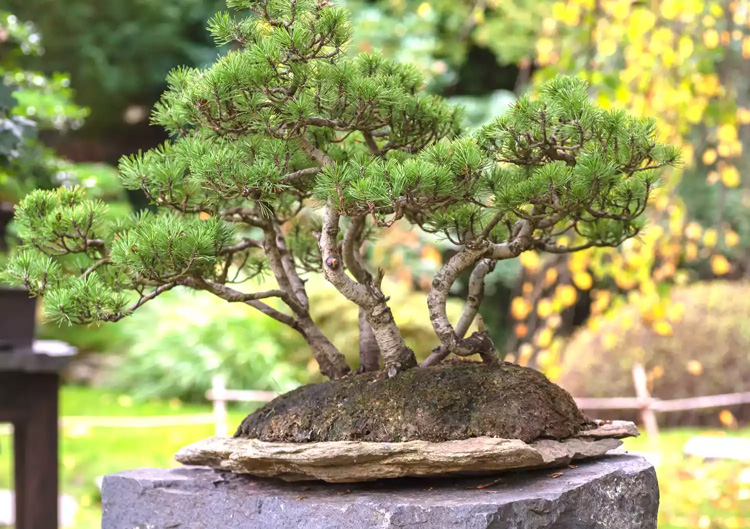 growing-pine-bonsai