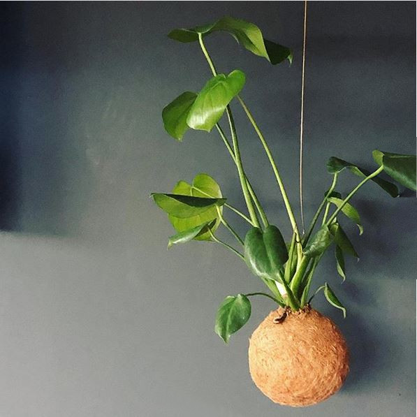 hanging kokedama