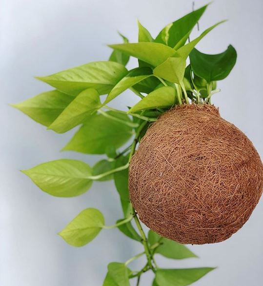 kokedama-devils-ivy-neon neon devils ivy kokedama