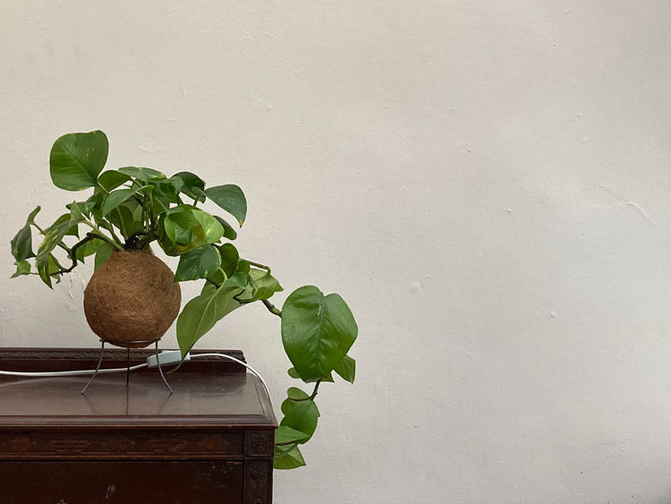 kokedama in conservatory