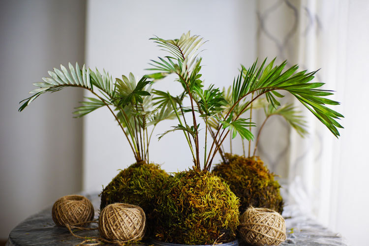 kokedama on table