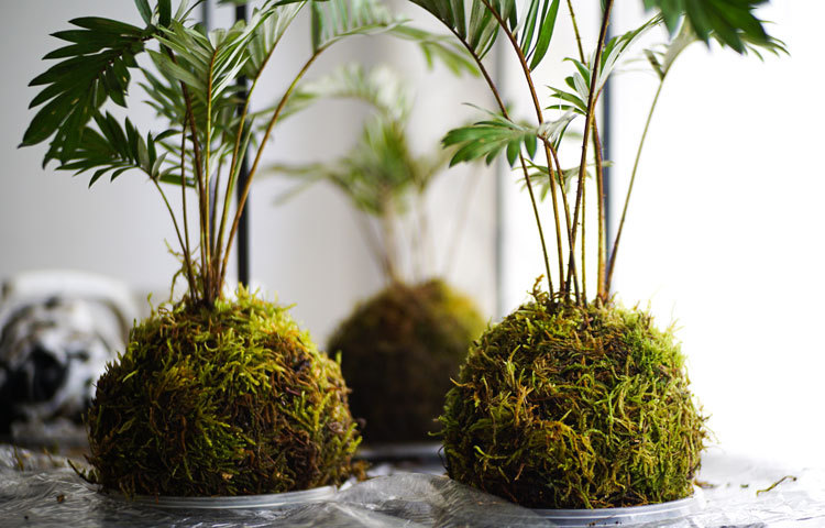 kokedama moss ball