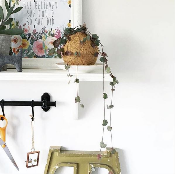 trailing-kokedama trailing kokedama