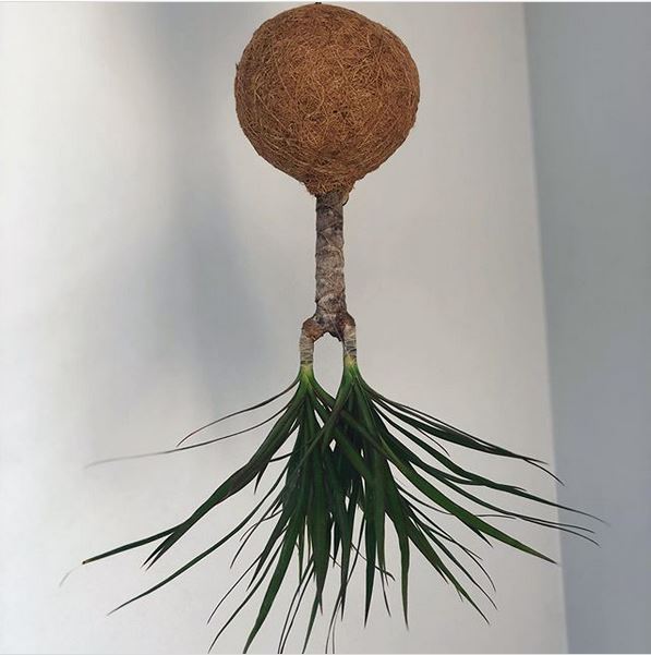 upside-down-kokedama upside down kokedama