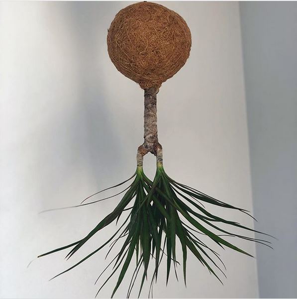 upside down kokedama