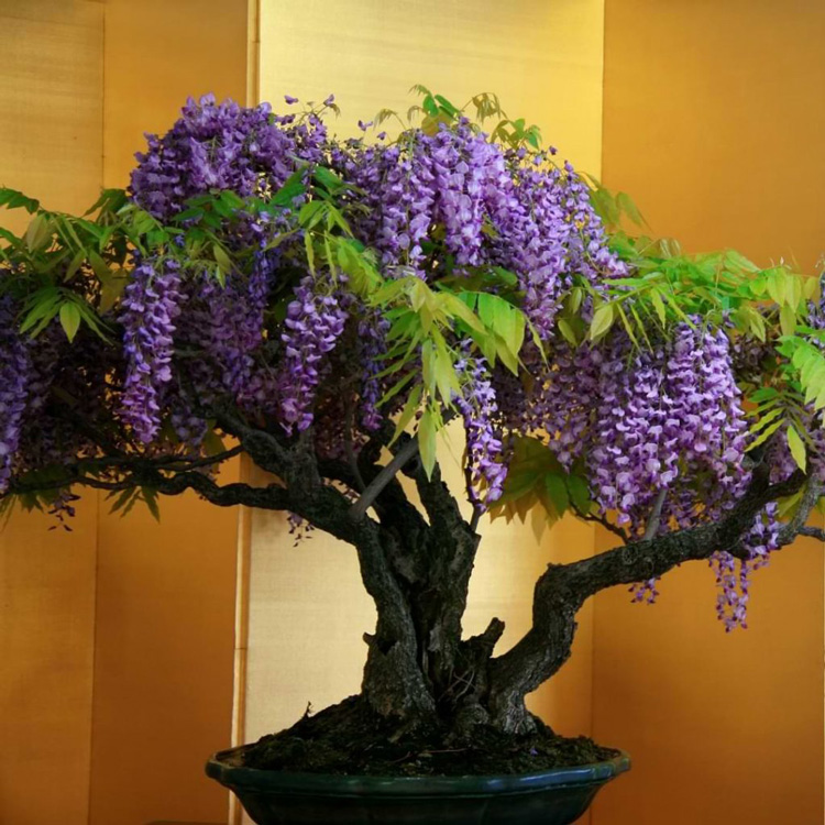 wisteria-bonsai Wisteria Bonsai