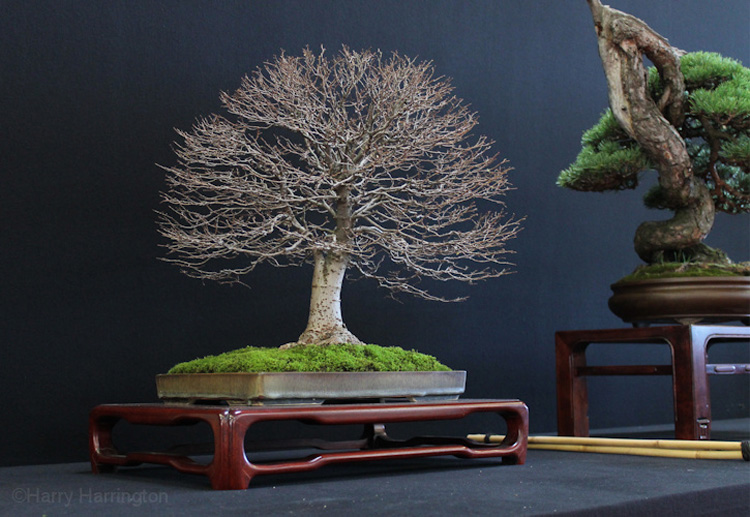 zelkova-bonsai