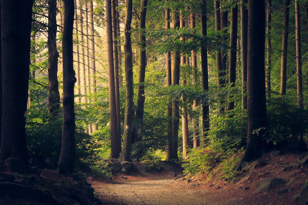 shinrin yoku forest bathing