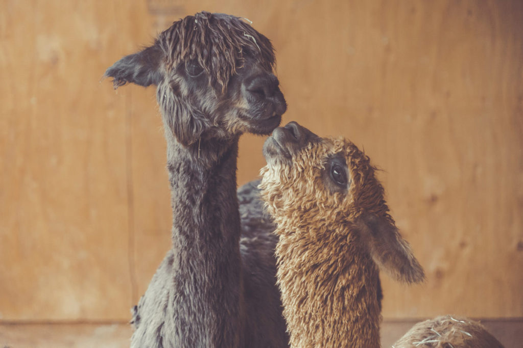 alpacas-kissing