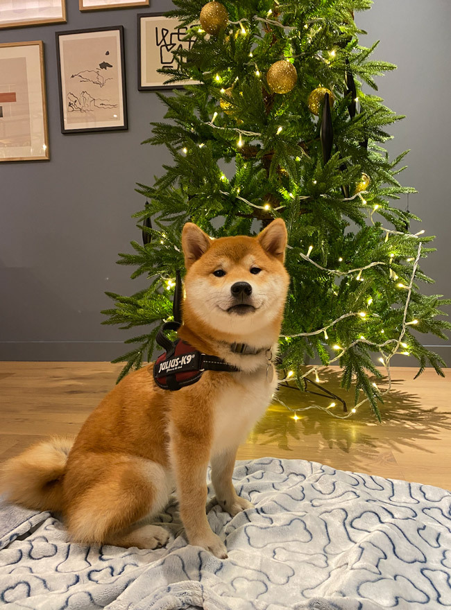 shiba inu with Christmas tree