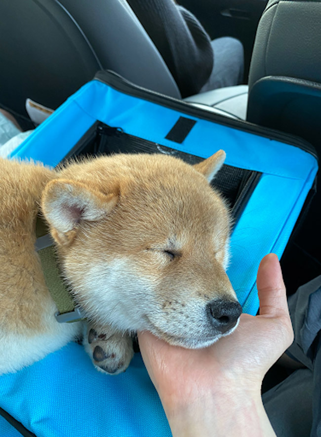 Sleeping Shiba inu puppy