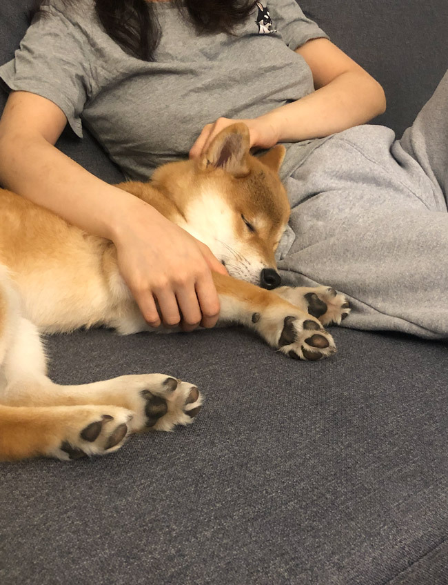 Shiba inu sleeping