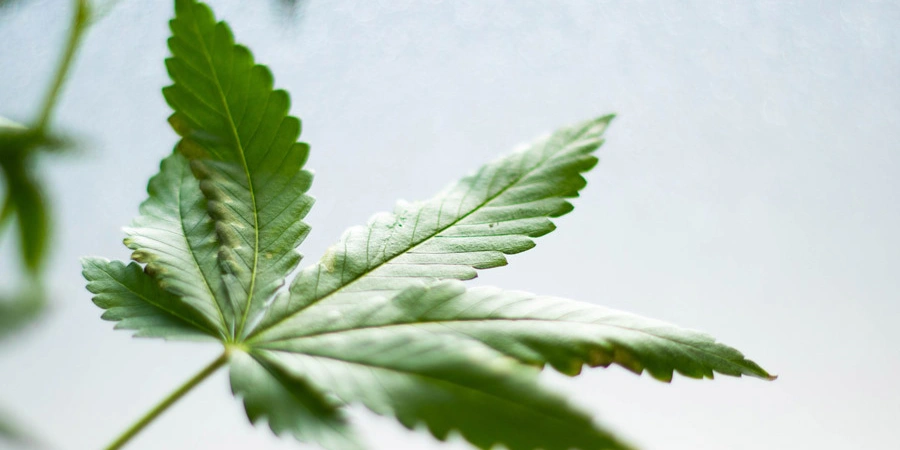 A portrait of cannabis leaf