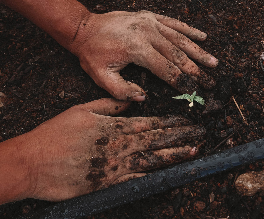 Growing the Cannabis plant