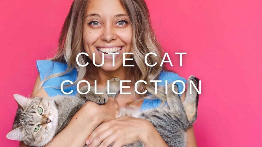 cute cat collection