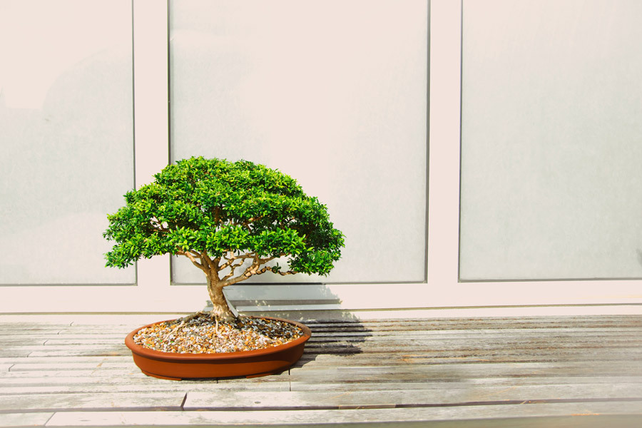 kori whiskey bonsai