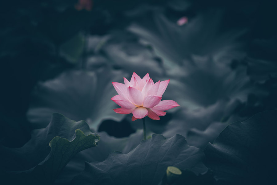 lotus flower