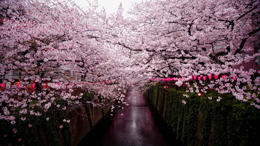 kori-whiskey-sakura sakura