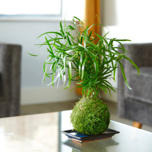 Fern Moss Kokedama Plant in the living room