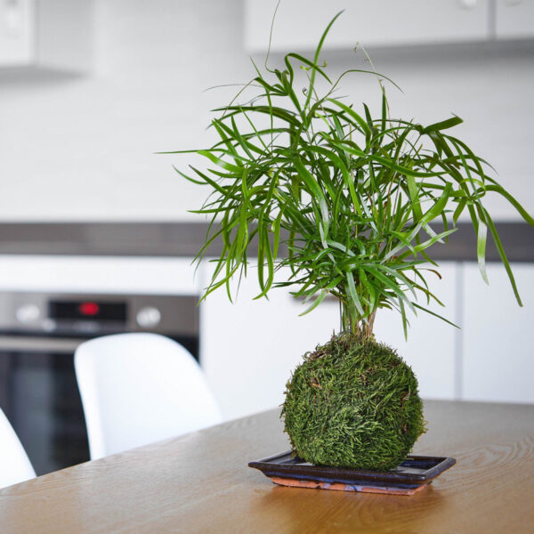 Fern Moss Kokedama Plant in the kitchen