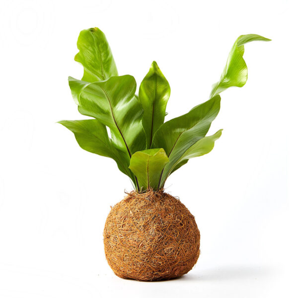 Birds Nest Coco Fibre Fern Kokedama