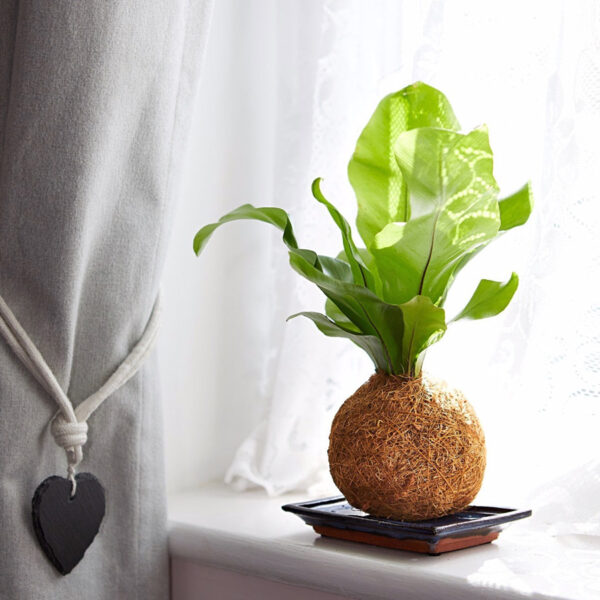 Birds Nest Coco Fibre Fern Kokedama by the Window
