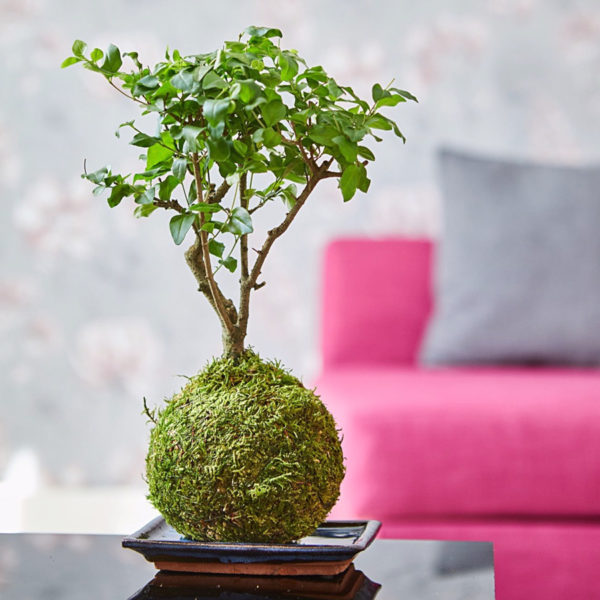 Broom-Style Bonsai Tree Kokedama in the living room