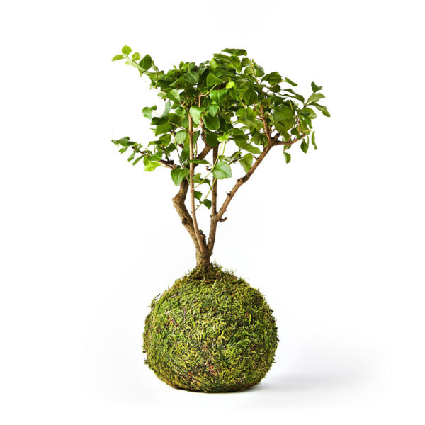 Broom-Style Bonsai Tree Kokedama Product Image