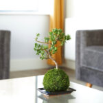 Buddhist Pine Bonsai Tree Kokedama on display